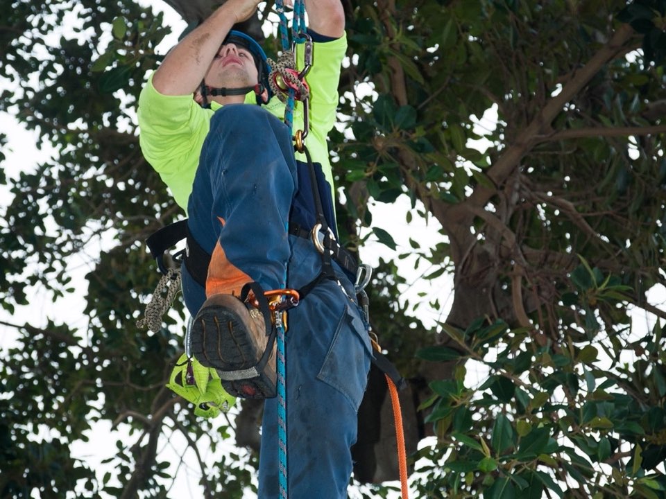 Qualified arborist working in a mature tree during a risk assessment in Flintshire