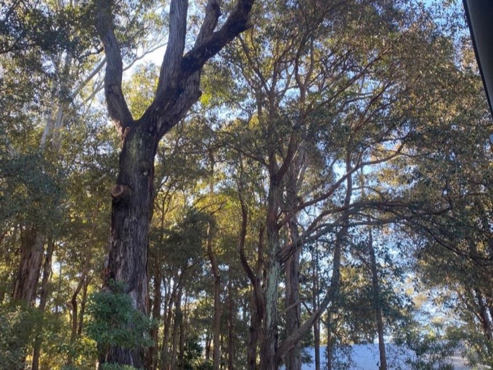 Mature trees in Flintshire parkland with a property visible in the background